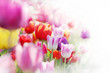 tulips, highkey