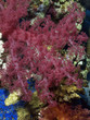 coral