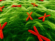 X - Chromosome