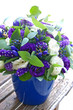 blue flowers