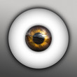 golden iris