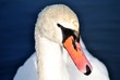 Cygne