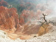 Bryce Canyon at Dawn
