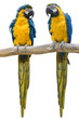 Photo: vogel Papagei wd343 vogel Papagei wd343