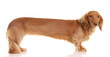 Extra long dachshund Extra long dachshund