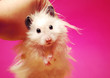 White syrian hamster.