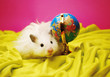 White hamster with globe.