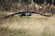 The Hunter