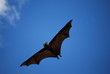 Flughund / Fledermaus im Flug Flughund / Fledermaus im Flug