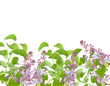 Flowers  background