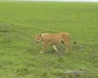 Female Lion in the Ngorogor NP in Tanzania