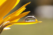 Foto: Tautropfen Tautropfen