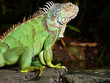 Leguan Leguan