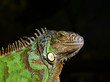 Leguan Leguan