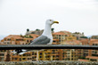 Gabian of Fontvieille