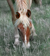 nature mountains trees horse 14