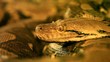le serpent....