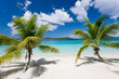 island palm tree beach