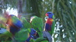 A flock of Rainbow Lorikeets