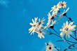 Fleurs