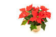 Weihnachtsstern