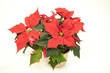 Weihnachtsstern 2 Weihnachtsstern 2