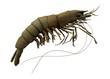 prawn animal