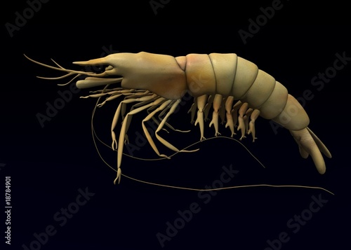 Illustration: prawn animal prawn animal