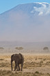 Elephant and mount Kilimanjaro