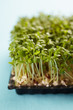Cress