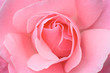 pink rose