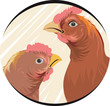 Illustration of a cock and hen Illustration of a cock and hen
