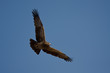Tawny Eagle (Aquila rapax)