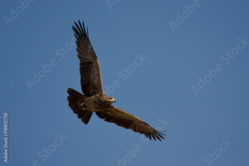 Foto: Tawny Eagle (Aquila rapax) Tawny Eagle (Aquila rapax)