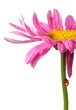 Photo en ligne au meilleur prix Pink flowers