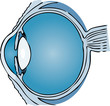 Human Eye medical illustration Human Eye medical illustration