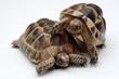 Tortoise, turtle, reptile, amphibian, animal