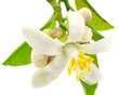 fleur agrume fond blanc fleur agrume fond blanc