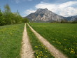 Der Weg zum Traunstein im Frühling