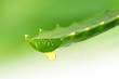 aloe