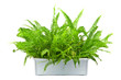 fern