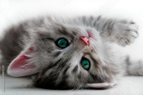 Photo: Kitten rest - isolated Kitten rest - isolated