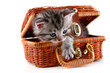 Kitten in basket - isolated