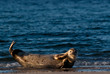 Seehund am Strand Seehund am Strand