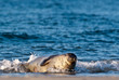Seehund am Strand Seehund am Strand