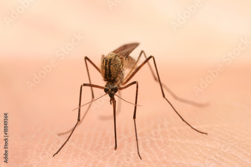 Photo: mosquito mosquito