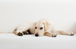 Cute labrador dog