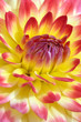 blüte