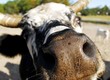 Curious Cow