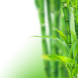 bamboo